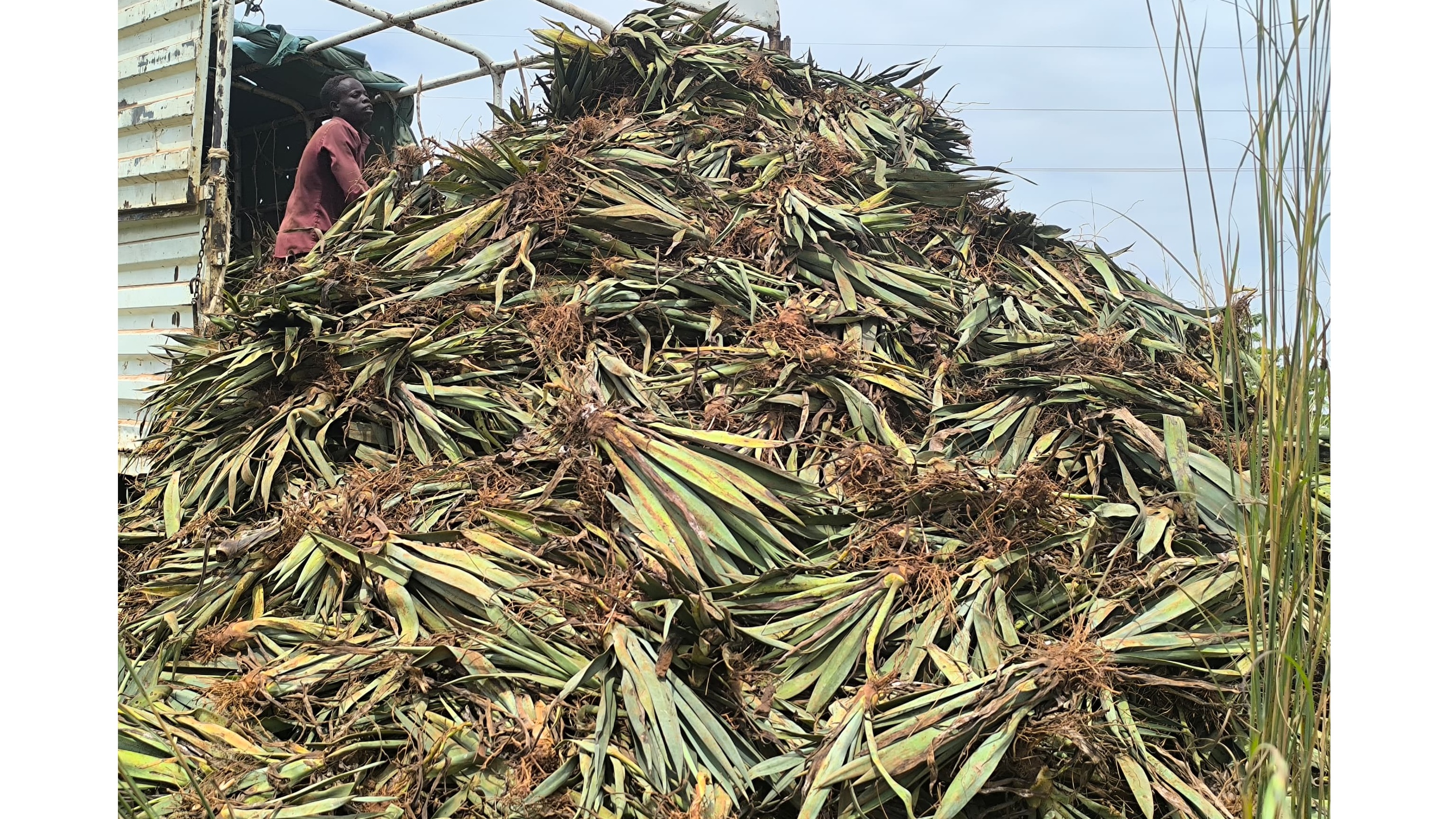 TSB YAGAWA MICHE YA MKONGE MILIONI 12