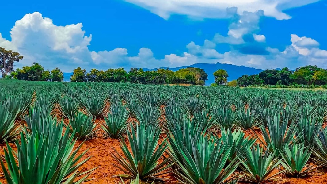 MAMBO 10 MUHIMU KUHUSU MKONGE